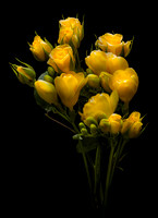 Yellow Spray Rose and Freesia