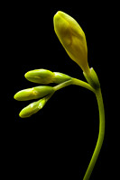Freesia Buds