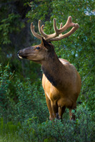 Posing Elk
