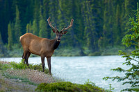 Riverside Elk