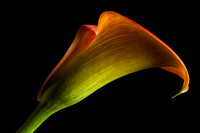 Calla Side