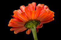 Zinnia Pedestal