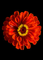 Red Zinnia