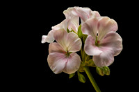 Geranium