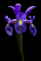 Iris 2
