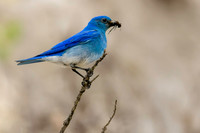 Mountain Bluebird - Male