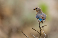 Mountain Bluebird - Female