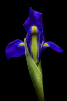 Iris 1