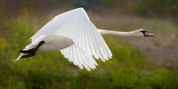 Swan in Flight #2