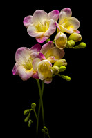 Freesia