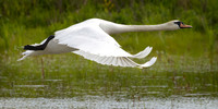 Swan in Flight #1