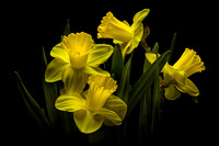 Daffodil 2