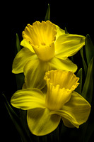Daffodil 1